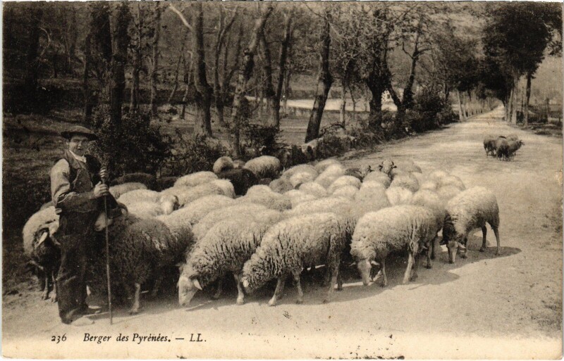 Carte postale ancienne Berger des Pyrénées