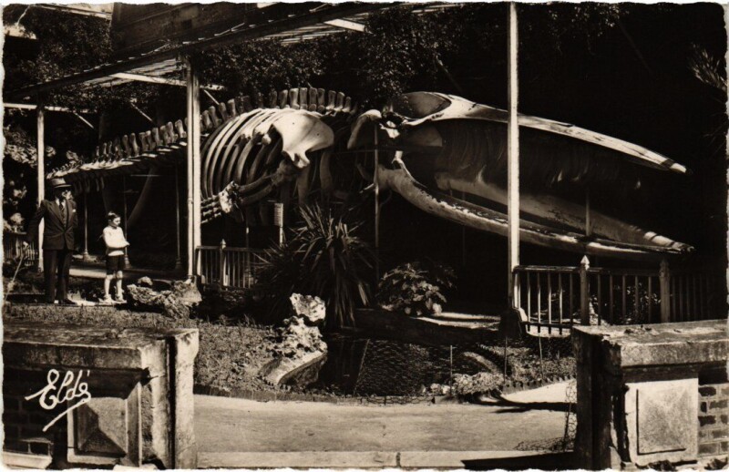 Carte postale ancienne Luc sur Mer La baleine au jardin public France à Luc-sur-Mer