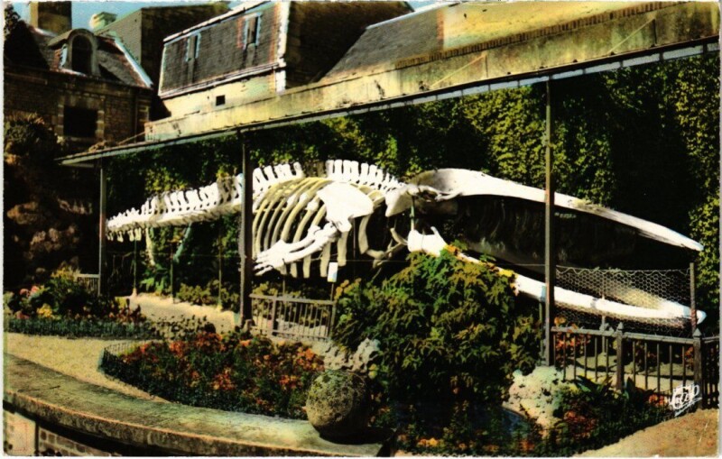 Carte postale ancienne Luc sur Mer Le Squelette de la Baleine France à Luc-sur-Mer