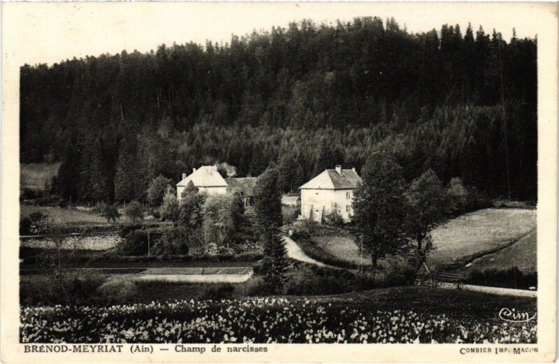 Carte postale ancienne Brenod Meyriat Champ de narcisses France