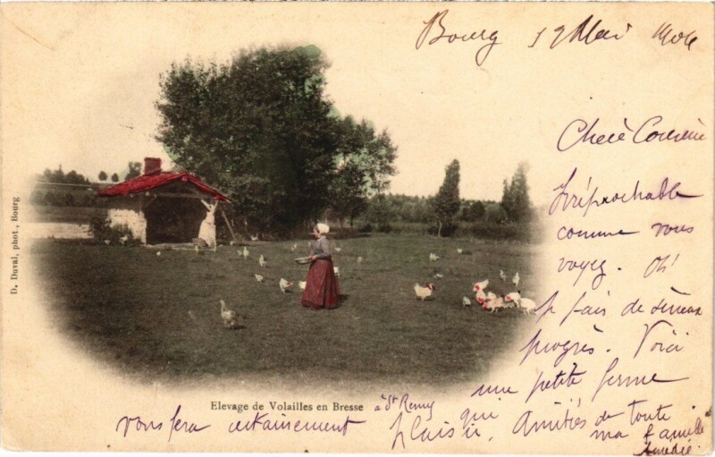 Carte postale ancienne Elevage de Volailles en Bresse France