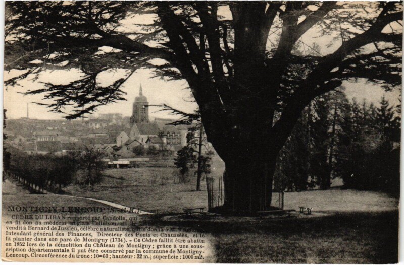 Carte postale ancienne Montigny-Lencoup Cedre du Liban à Montigny-Lencoup