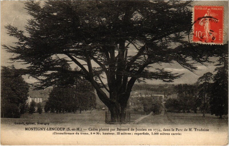 Carte postale ancienne Montigny-Lencoup Cedre Plante par Bernard de Jussieu en 1734 à Montigny-Lencoup