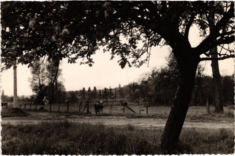 Carte postale ancienne Montevrain Paysage au Bord de Marne
