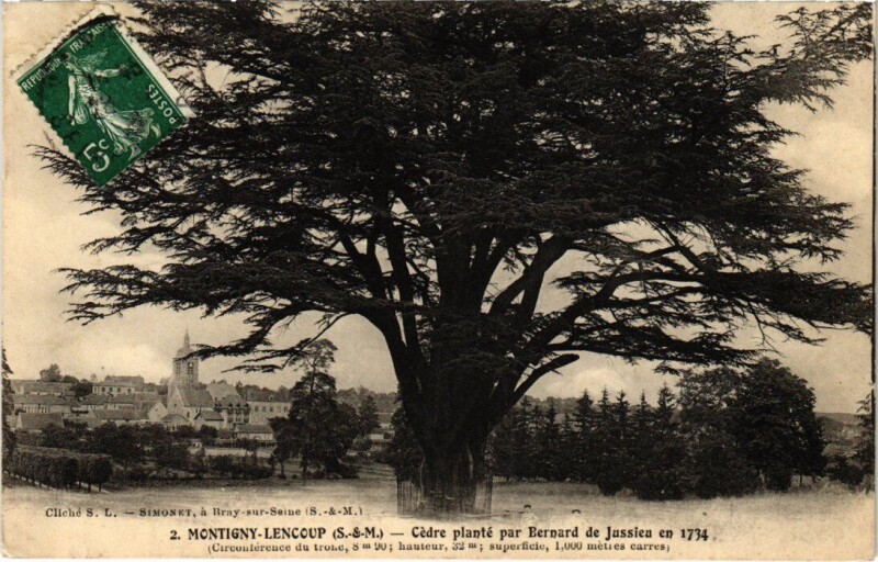 Carte postale ancienne Montigny-Lencoup Cedre Plante par Bernard de Jussieu en 1734 à Montigny-Lencoup