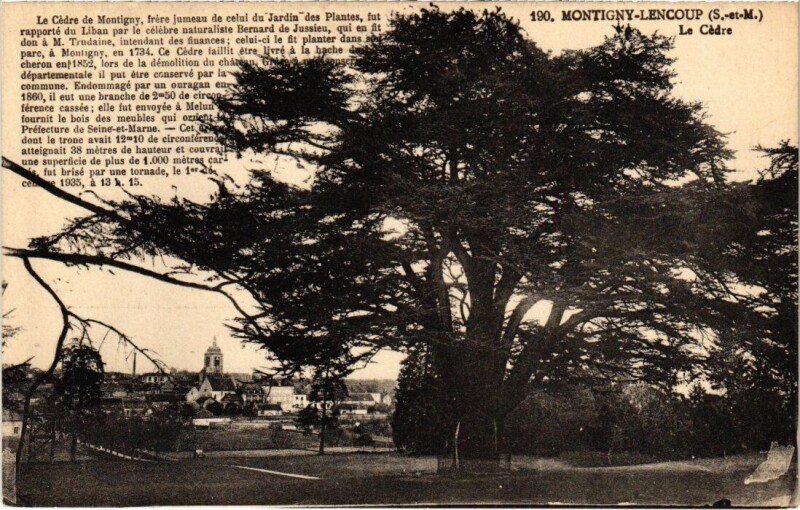 Carte postale ancienne Montigny-Lencoup Le Cedre à Montigny-Lencoup