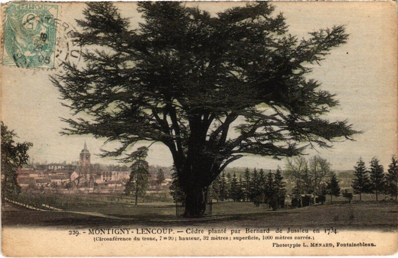 Carte postale ancienne Montigny-Lencoup Cedre Plante par Bernard de Jussieu en 1734 à Montigny-Lencoup