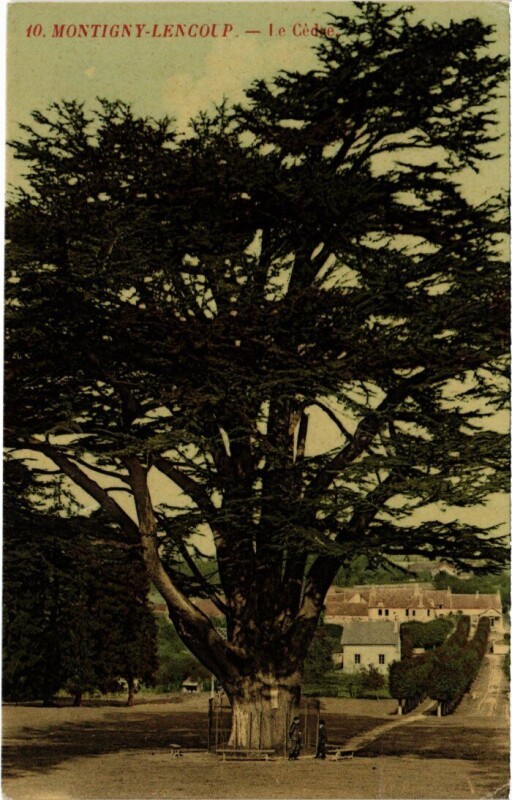 Carte postale ancienne Montigny-Lencoup Le Cedre à Montigny-Lencoup