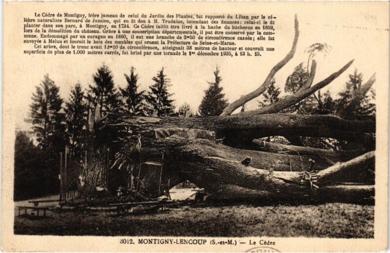 Carte postale ancienne Montigny-Lencoup Le Cedre à Montigny-Lencoup
