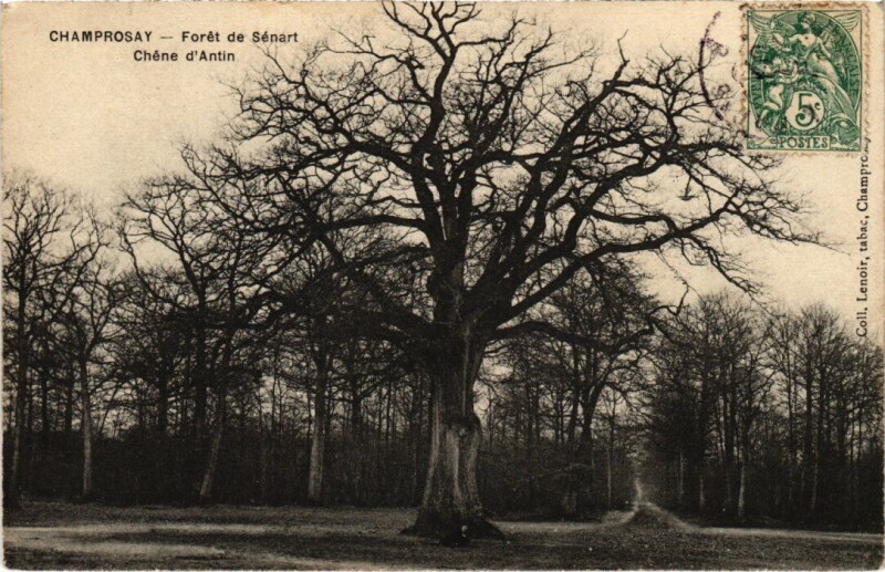 Carte postale ancienne Draveil Foret de Senart Chene d'Antin à Draveil