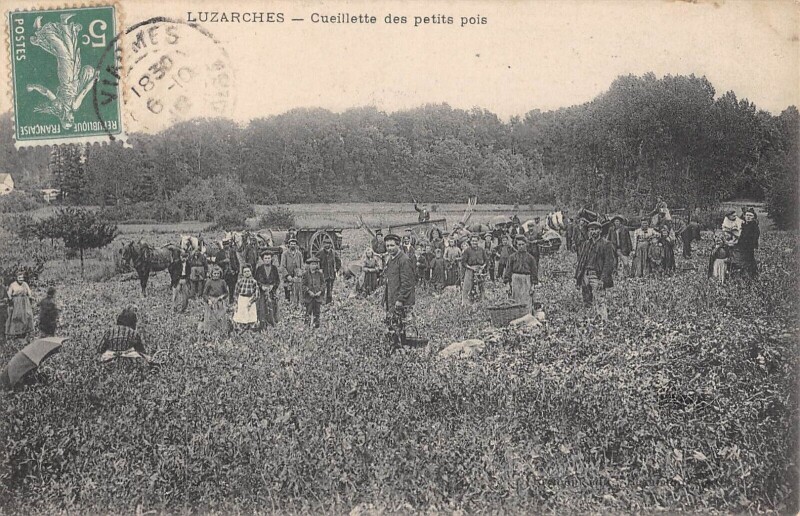 Carte postale ancienne Luzarches - Cueillette Des Petits Pois à Luzarches