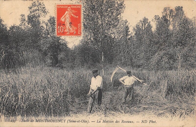 Carte postale ancienne Foret De Montmorency / La Moisson Des Roseaux à Montmorency