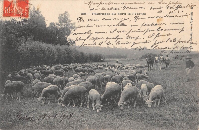 Carte postale ancienne Paturages Au Bord De L'Yerres - Moutons - cliché rare avec le berger à Yerres