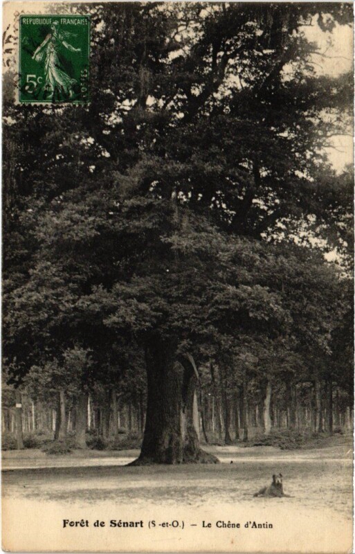 Carte postale ancienne Draveil Foret de Senart Chene Dantin à Draveil