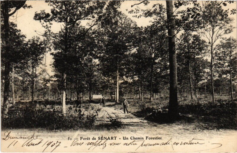 Carte postale ancienne Draveil Foret de Senart Chemin Forestier à Draveil