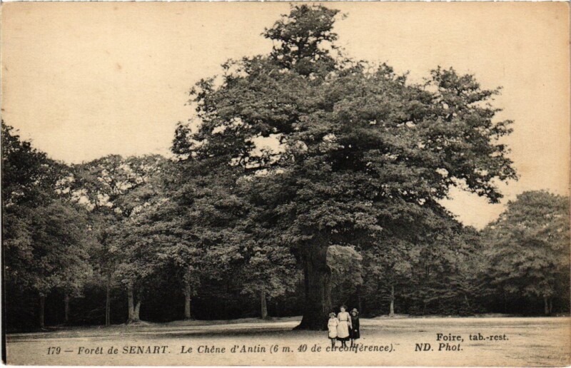 Carte postale ancienne Draveil Foret de Senart Chene Dantin à Draveil