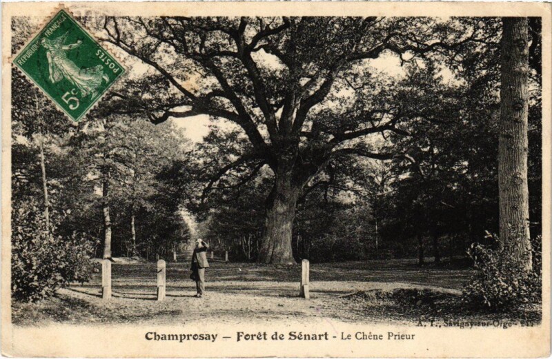 Carte postale ancienne Draveil Foret de Senart Chene Prieur à Draveil