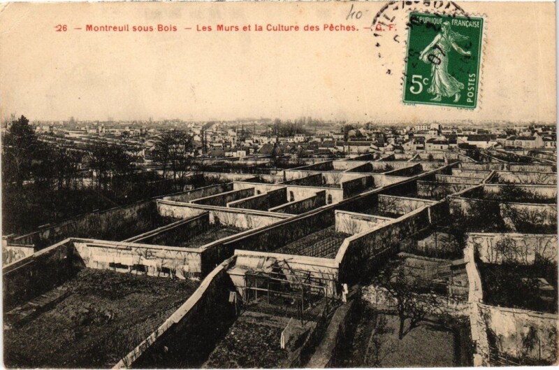 Carte postale ancienne Montreuil-sous-Bois Les Murs et la Culture des Peches à Montreuil