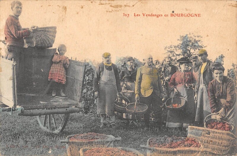 Carte postale ancienne 21 Les Vendanges En Bourgogne