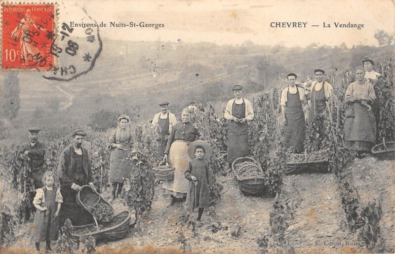 Carte postale ancienne Chevrey - La Vendange