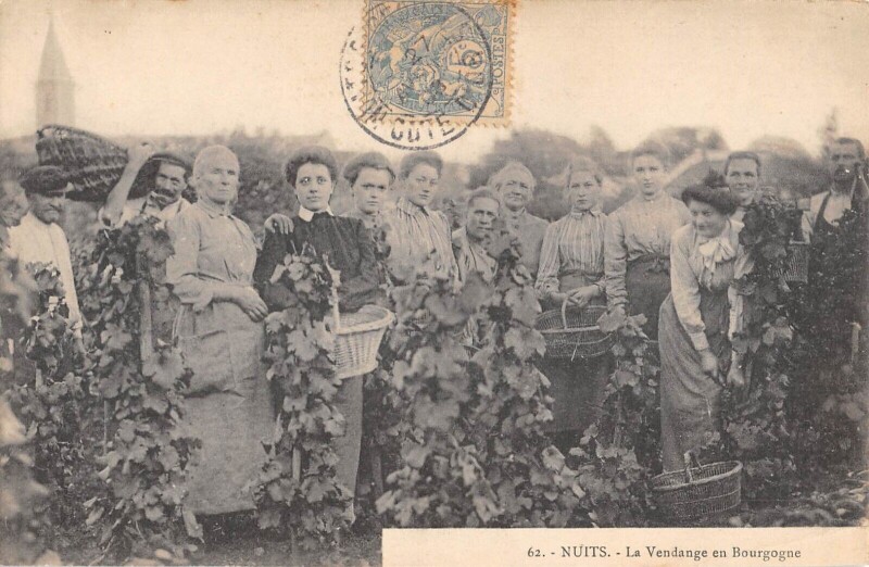 Carte postale ancienne Nuits / La Vendange En Bourgogne