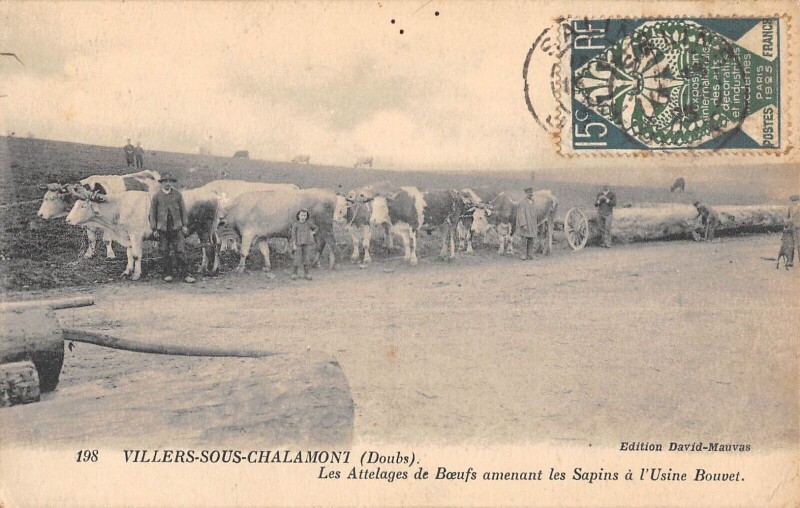 Carte postale ancienne Villers Sous Chalamont / Les Attelages De Boeufs Amenant Les Sapins A L'U à Villers-sous-Chalamont