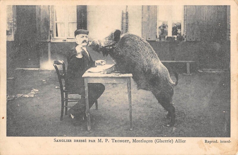 Carte postale ancienne Sanglier Dresse Par M.P. Tronget - Montlucon - Allier à Tronget
