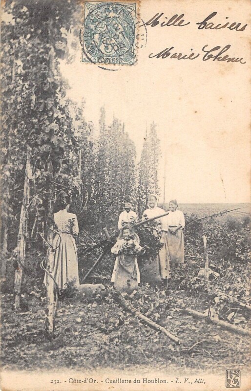 Carte postale ancienne Cote D'Or / Cueillette Du Houblon