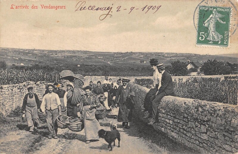 Carte postale ancienne Cote D'Or - L'Arrivee Des Vendangeurs