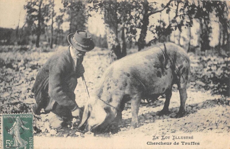 Carte postale ancienne Le Lot - Chercheur De Truffes