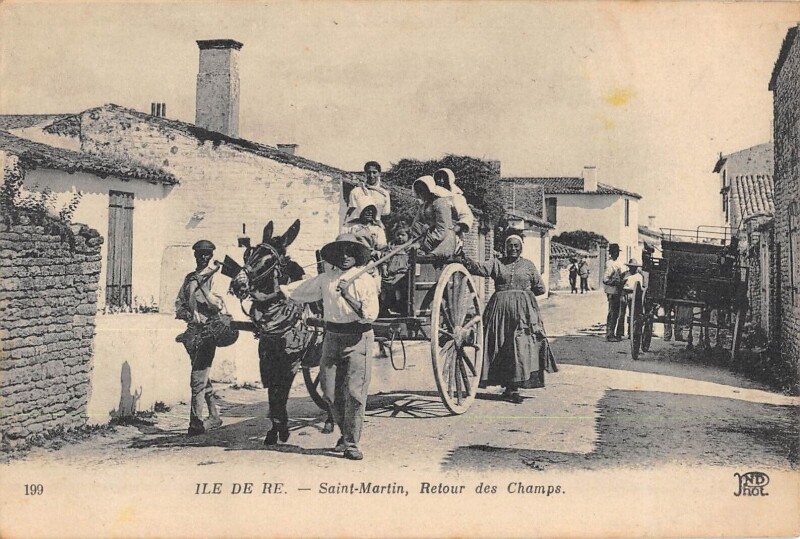Carte postale ancienne Ile De Re - Saint Martin - Retour Des Champs