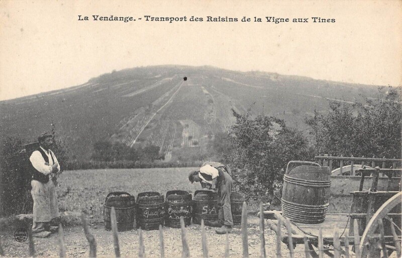 Carte postale ancienne Cher - La Vendange - Transport Des Raisins De La Vigne Aux Tines