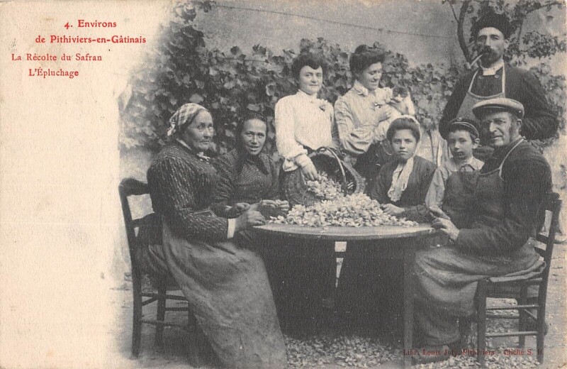 Carte postale ancienne Environs De Pithiviers En Gatinais - La Recolte Du Safran - L'Epluchage à Pithiviers