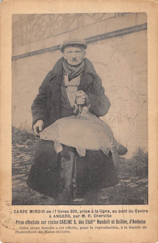 Carte postale ancienne Carpe Miroir De 17 Livres Prise A La Ligne Au Pont Du Centre A Angers à Angers