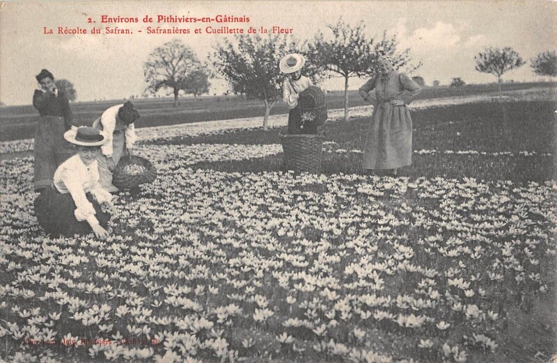 Carte postale ancienne Environs De Pithiviers En Gatinais - La Recolte Du Safran - Safranieres E à Pithiviers