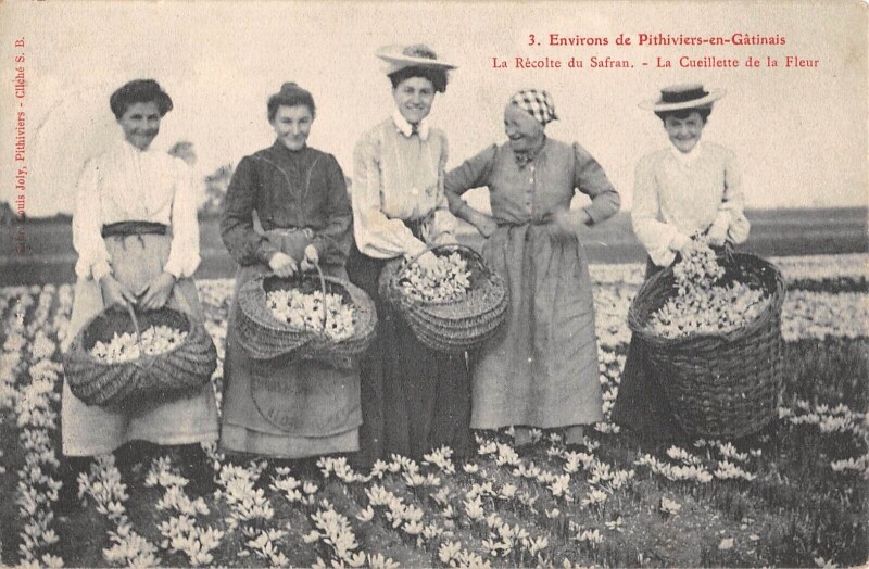 Carte postale ancienne Environs De Pithiviers En Gatinais - La Recolte Du Safran - La Cueillette à Pithiviers
