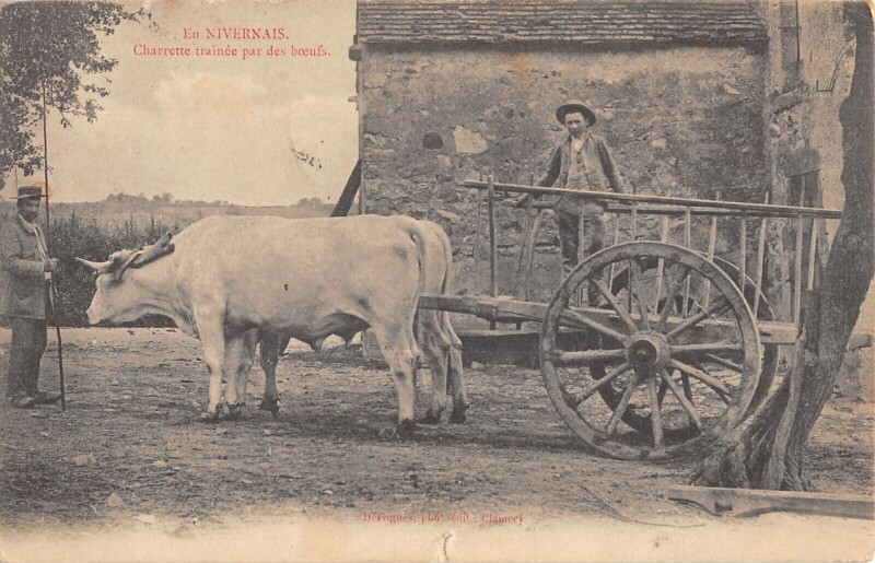Carte postale ancienne En Nivernais - Charrette Trainee Par Des Boeufs