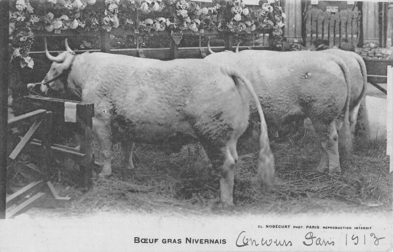 Carte postale ancienne Boeuf Gras Nivernais