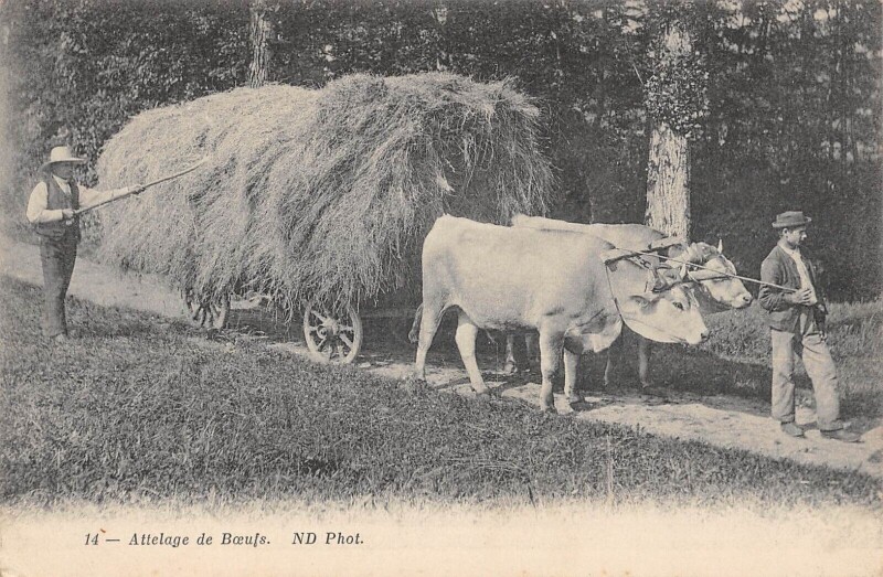 Carte postale ancienne Aix Les Bains / Attelage De Boeufs à Aix-les-Bains