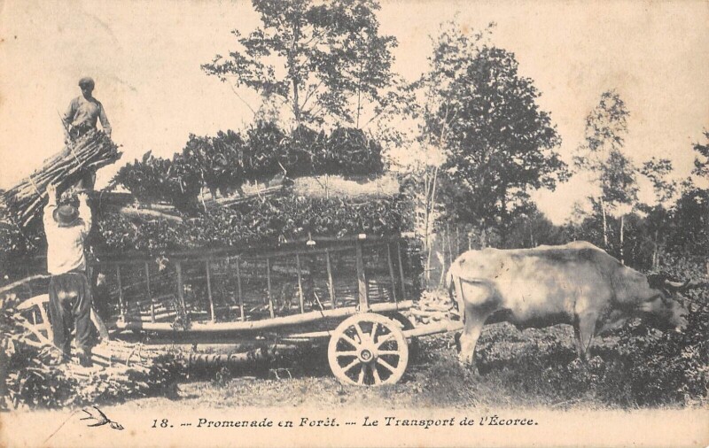 Carte postale ancienne Promenade En Foret / Le Transport De L'Ecorce