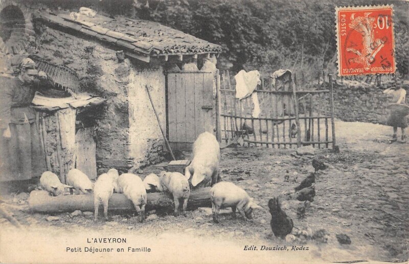 Carte postale ancienne L'Aveyron - Petit Dejeuner En Famille - Cochon