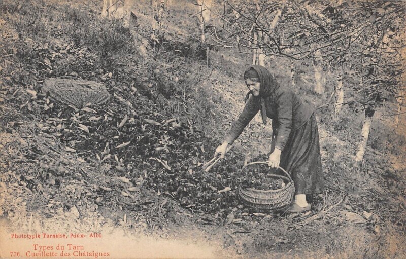 Carte postale ancienne Types Du Tarn - Cueilette Des Chataignes