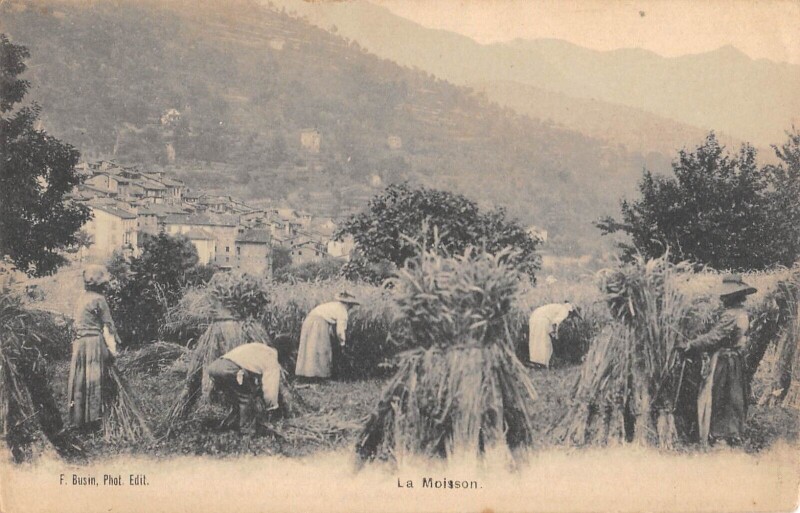 Carte postale ancienne Alpes Maritimes / La Moisson