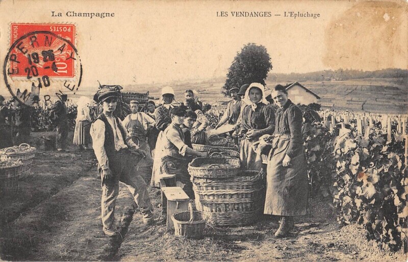 Carte postale ancienne La Champagne / Les Vendanges / L'Epluchage