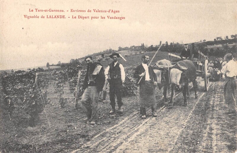 Carte postale ancienne Tarn Et Garonne - Env.valence D'Agen - Vignoble De Lalande - Le Depart Po à Valence
