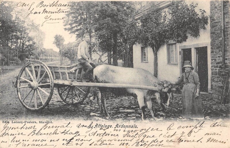 Carte postale ancienne Attelage Ardennais