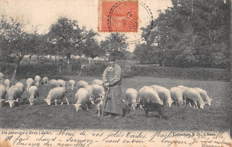 Carte postale ancienne Un Paturage A Ervy - Berger