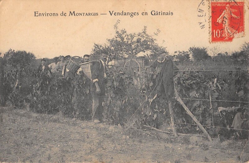 Carte postale ancienne Environs De Montargis - Vendanges En Gatinais à Montargis