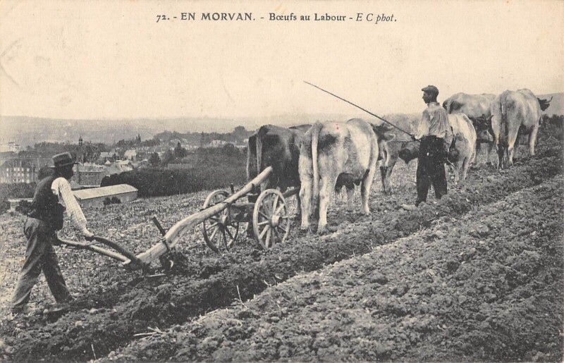 Carte postale ancienne En Morvan - Boeufs Au Labour