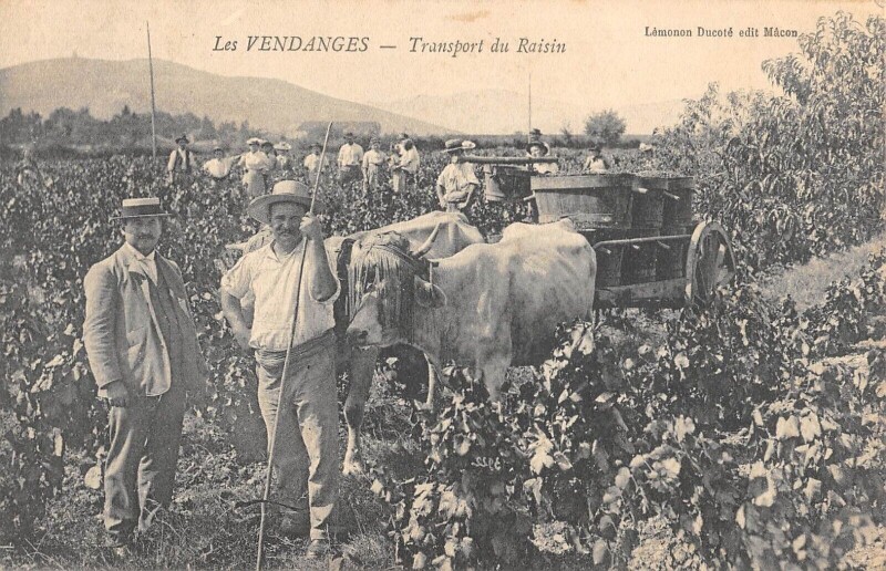 Carte postale ancienne Les Vendanges / Transport Du Raisin